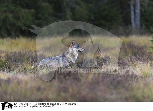 stehender Europischer Grauwolf / PW-05544