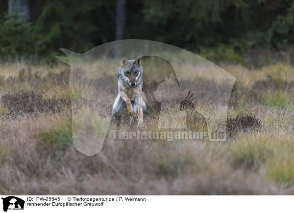 rennender Europischer Grauwolf / running European Gray Wolf / PW-05545