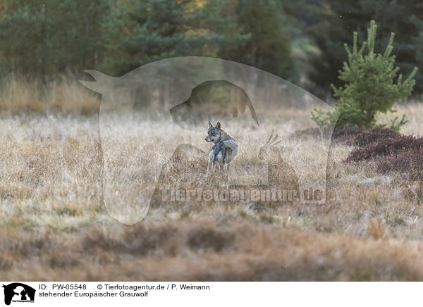 stehender Europischer Grauwolf / PW-05548