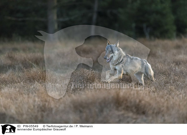 rennender Europischer Grauwolf / PW-05549