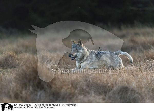 rennender Europischer Grauwolf / PW-05550