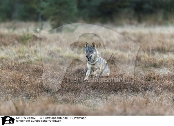 rennender Europischer Grauwolf / running European Gray Wolf / PW-05552