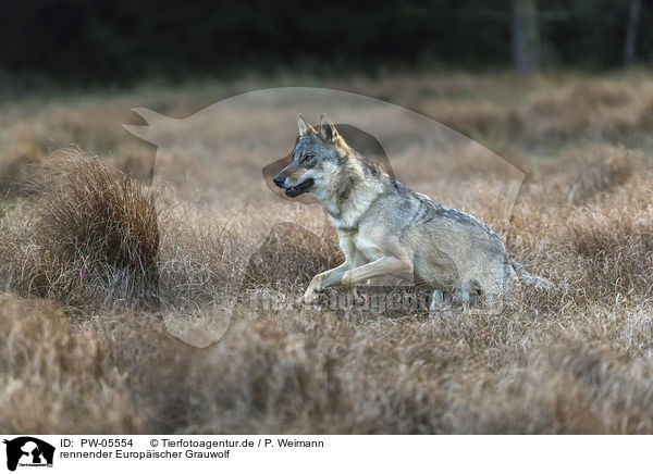 rennender Europischer Grauwolf / running European Gray Wolf / PW-05554