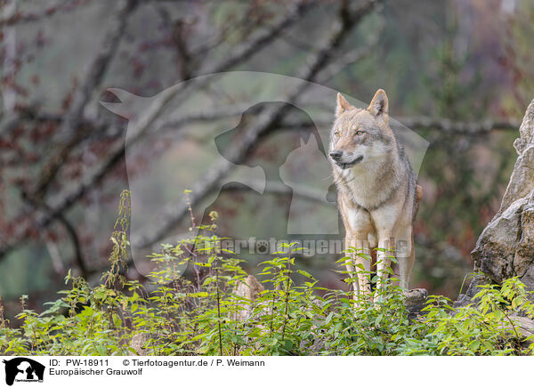 Europ�ischer Grauwolf / eurasian grey wolf / PW-18911