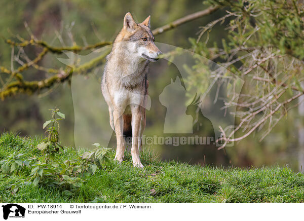 Europischer Grauwolf / eurasian grey wolf / PW-18914