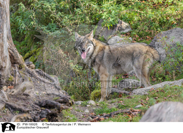 Europischer Grauwolf / eurasian grey wolf / PW-18926