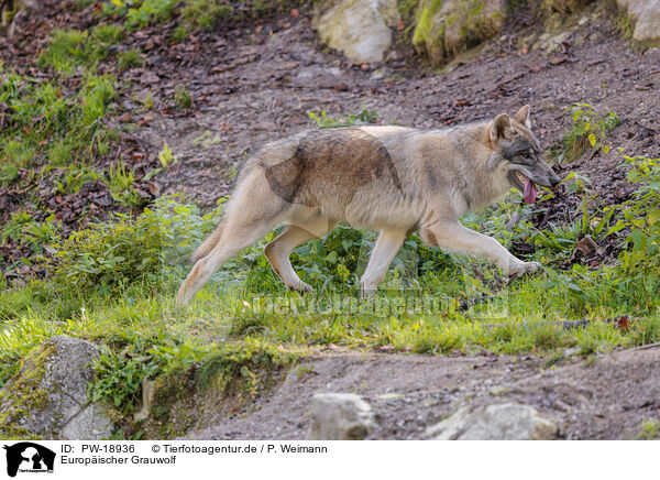 Europischer Grauwolf / eurasian grey wolf / PW-18936