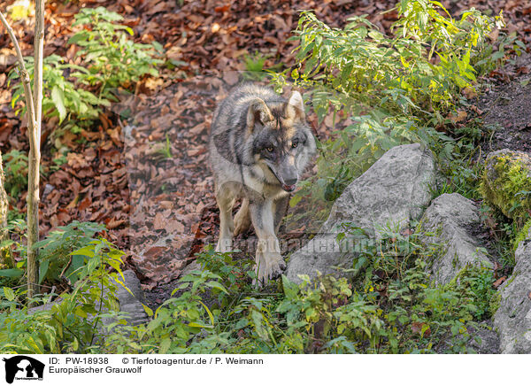 Europischer Grauwolf / eurasian grey wolf / PW-18938