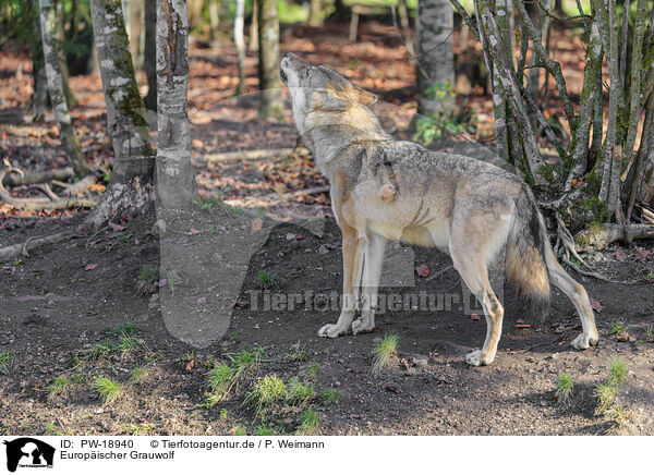 Europischer Grauwolf / eurasian grey wolf / PW-18940