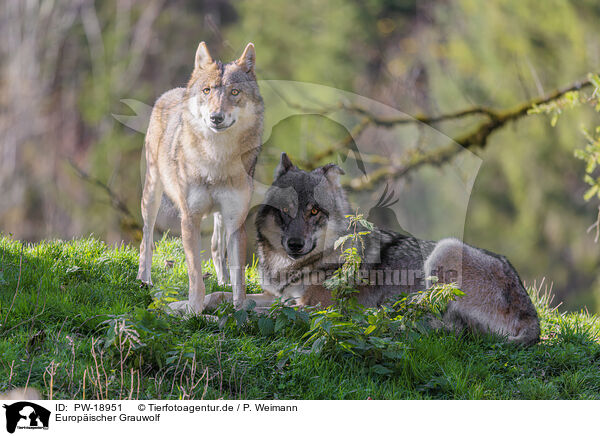 Europischer Grauwolf / PW-18951