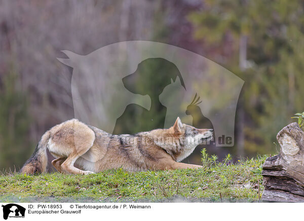 Europischer Grauwolf / eurasian grey wolf / PW-18953
