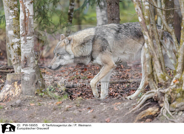 Europischer Grauwolf / PW-18955