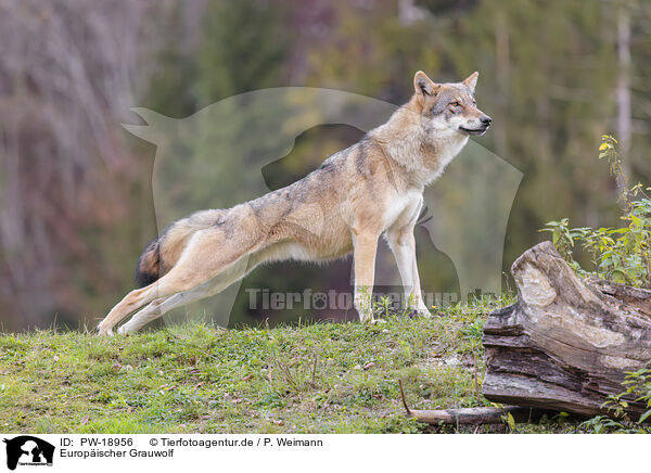 Europischer Grauwolf / eurasian grey wolf / PW-18956
