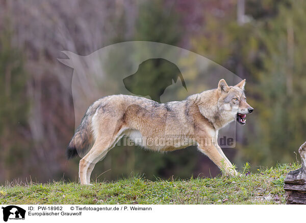 Europischer Grauwolf / eurasian grey wolf / PW-18962