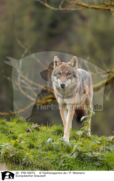 Europischer Grauwolf / PW-18974