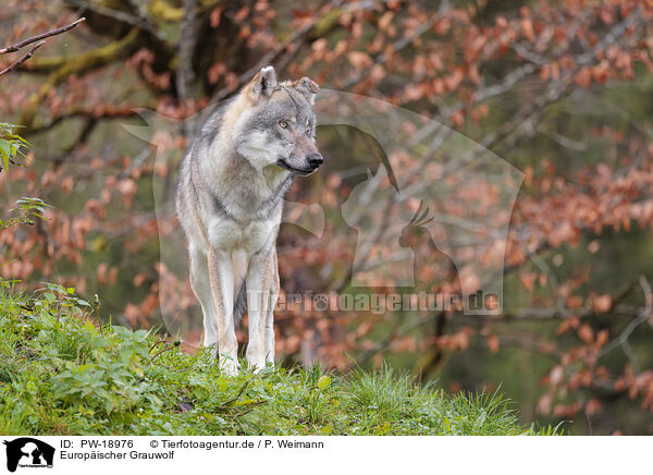 Europischer Grauwolf / PW-18976