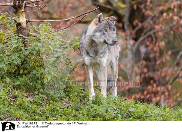 Europischer Grauwolf / PW-18978