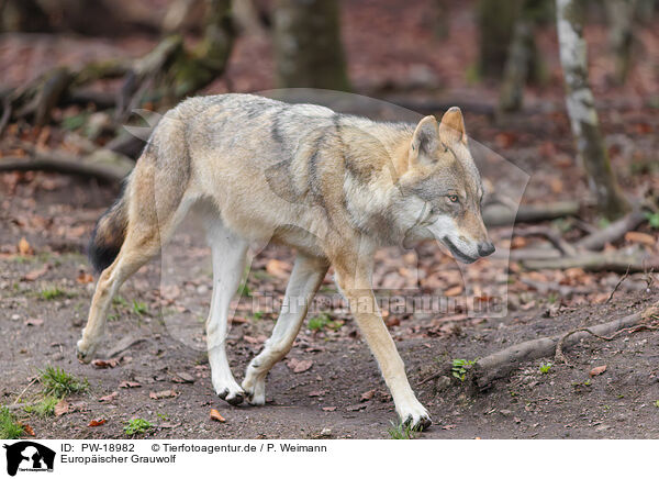Europischer Grauwolf / PW-18982