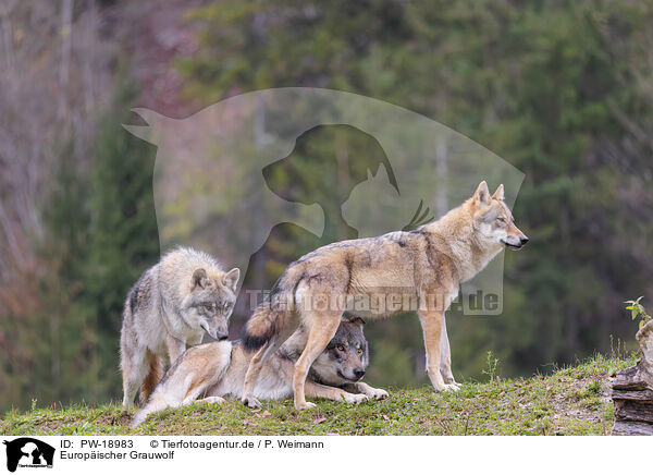 Europischer Grauwolf / PW-18983