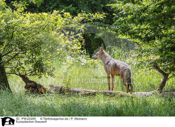 Europischer Grauwolf / Eurasian wolf / PW-20265