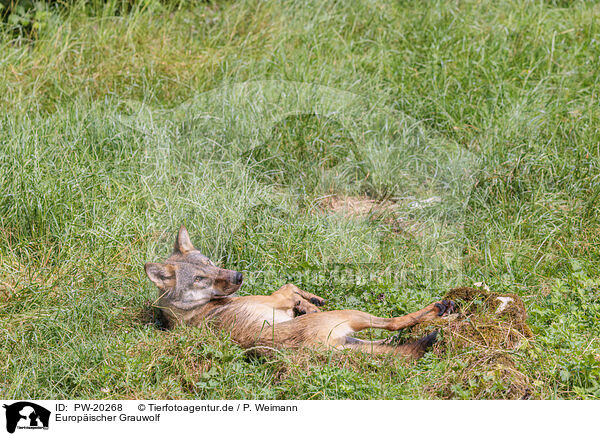 Europischer Grauwolf / Eurasian wolf / PW-20268