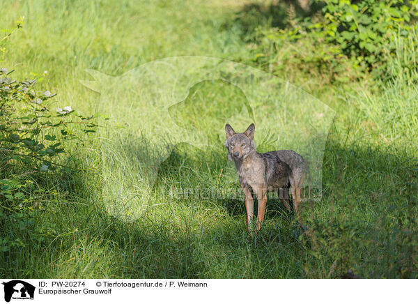 Europischer Grauwolf / Eurasian wolf / PW-20274