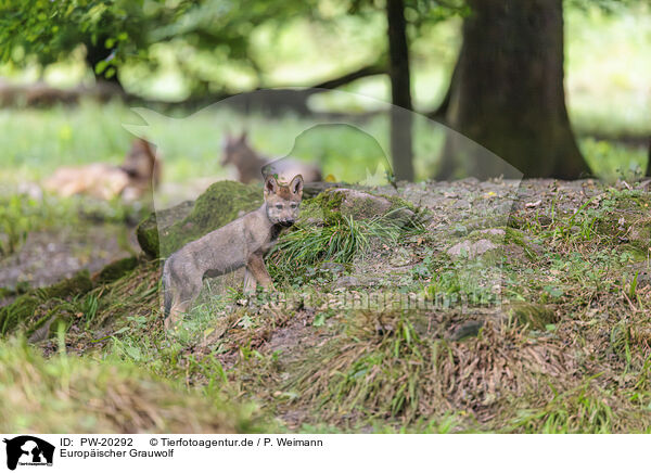 Europischer Grauwolf / Eurasian wolf / PW-20292