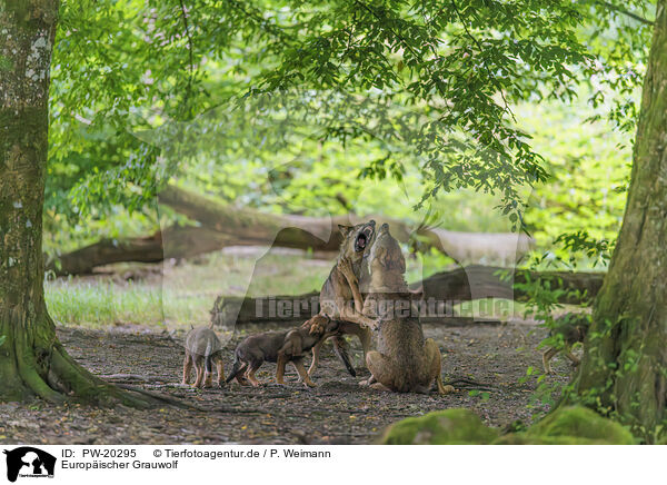 Europischer Grauwolf / Eurasian wolf / PW-20295