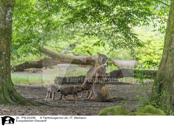 Europischer Grauwolf / Eurasian wolf / PW-20296