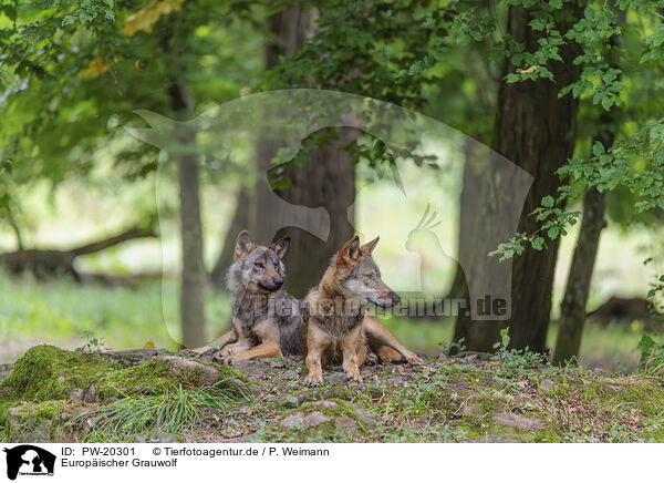 Europischer Grauwolf / PW-20301