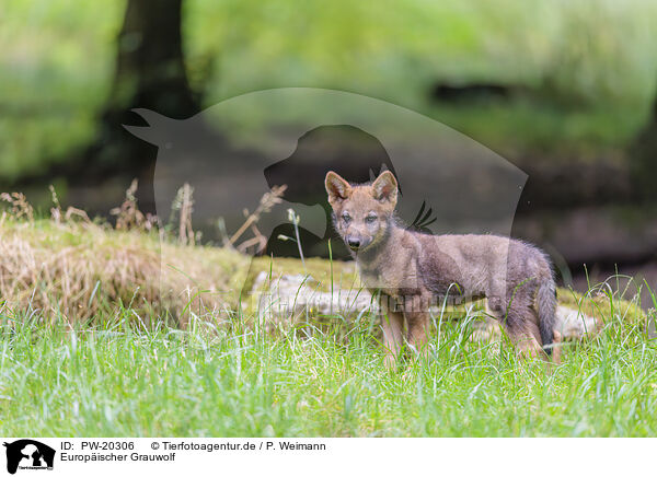 Europischer Grauwolf / Eurasian wolf / PW-20306