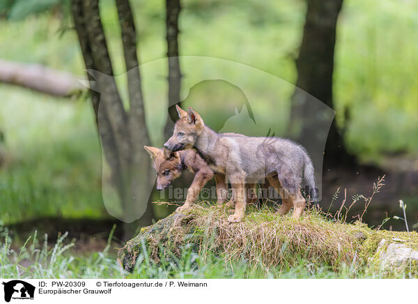 Europischer Grauwolf / PW-20309