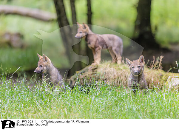 Europischer Grauwolf / Eurasian wolf / PW-20311