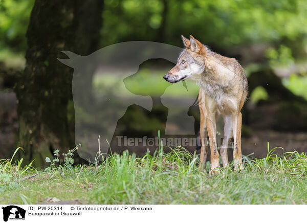 Europischer Grauwolf / Eurasian wolf / PW-20314