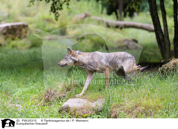 Europischer Grauwolf / Eurasian wolf / PW-20315