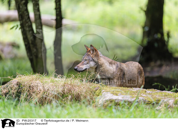 Europischer Grauwolf / PW-20317