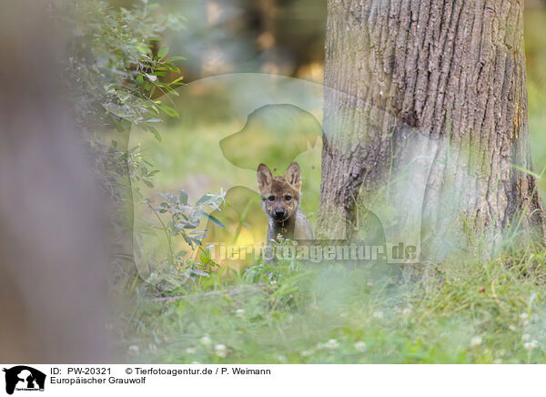Europischer Grauwolf / Eurasian wolf / PW-20321