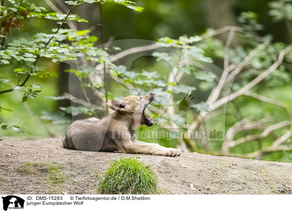 junger Europischer Wolf / young european wolf / DMS-15283