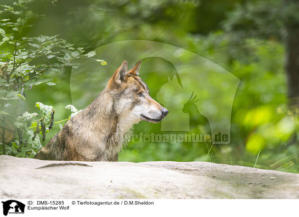Europischer Wolf / european wolf / DMS-15285