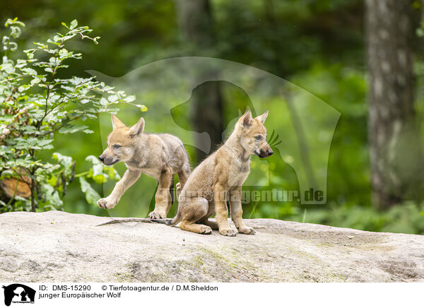 junger Europischer Wolf / young european wolf / DMS-15290