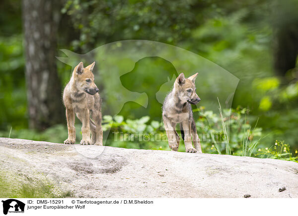 junger Europischer Wolf / young european wolf / DMS-15291