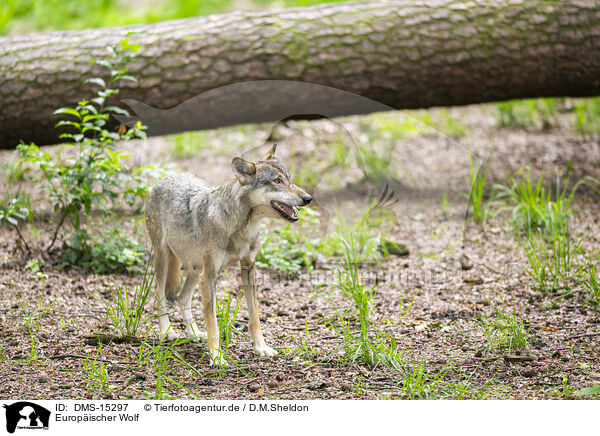 Europischer Wolf / european wolf / DMS-15297