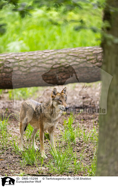 Europischer Wolf / european wolf / DMS-15298