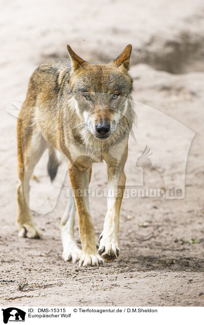 Europischer Wolf / european wolf / DMS-15315