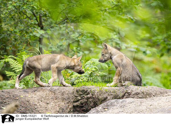 junger Europischer Wolf / young european wolf / DMS-15321
