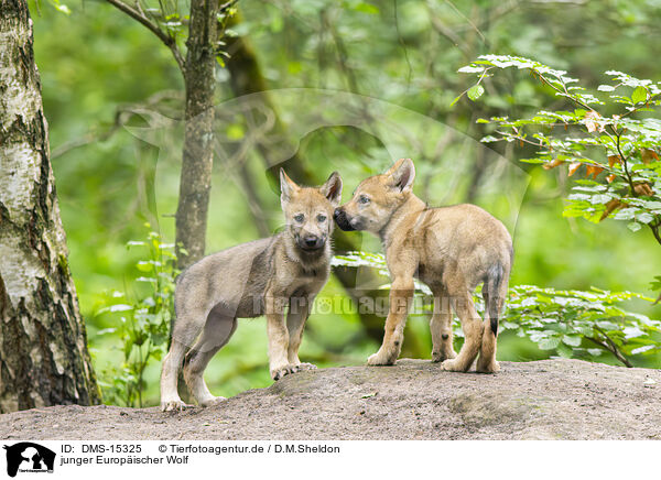 junger Europischer Wolf / young european wolf / DMS-15325