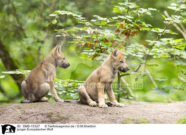 junger Europischer Wolf / young european wolf / DMS-15327