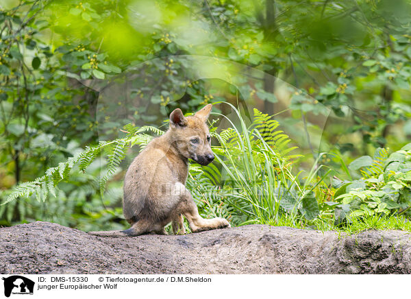 junger Europischer Wolf / young european wolf / DMS-15330