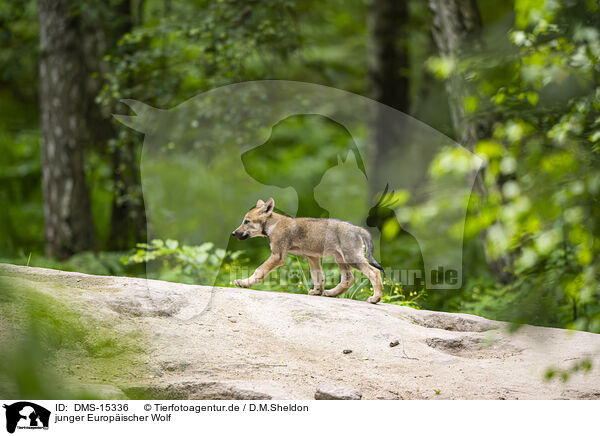 junger Europischer Wolf / young european wolf / DMS-15336