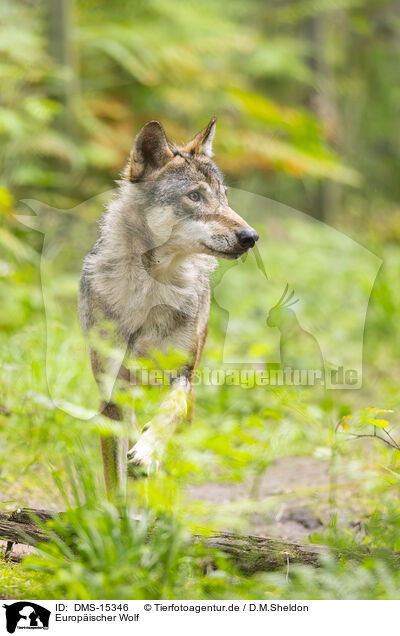 Europischer Wolf / european wolf / DMS-15346